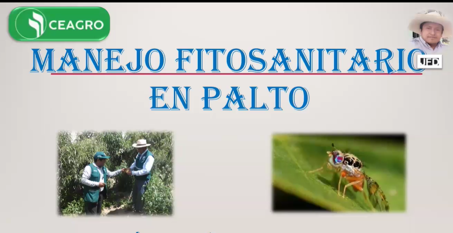  PREVENCIÓN Y CONTROL FITOSANITARIO - CULTIVO DE PALTO